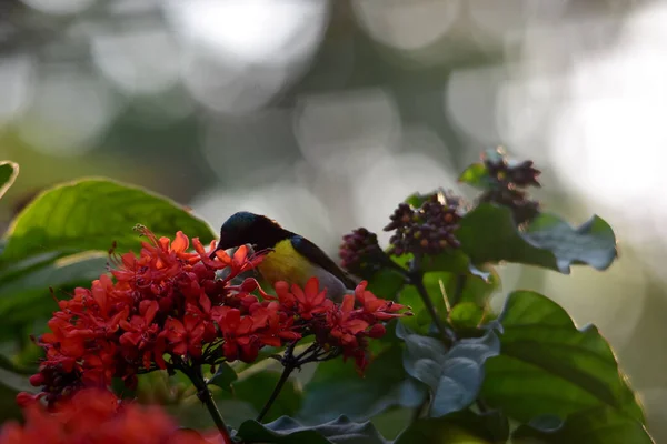 Luz Perfecta Hermoso Pequeño Amigo Sunbird —  Fotos de Stock