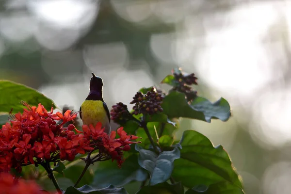 Tökéletes Fény Gyönyörű Kis Barát Sunbird — Stock Fotó