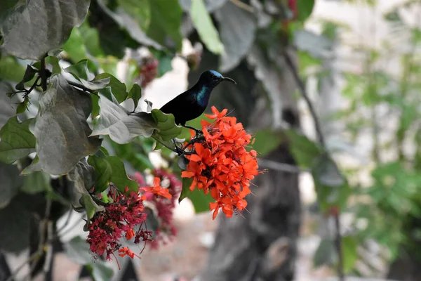 Lindo Amigo Bonito Sunbird Flores Vermelhas Natureza Indiana — Fotografia de Stock