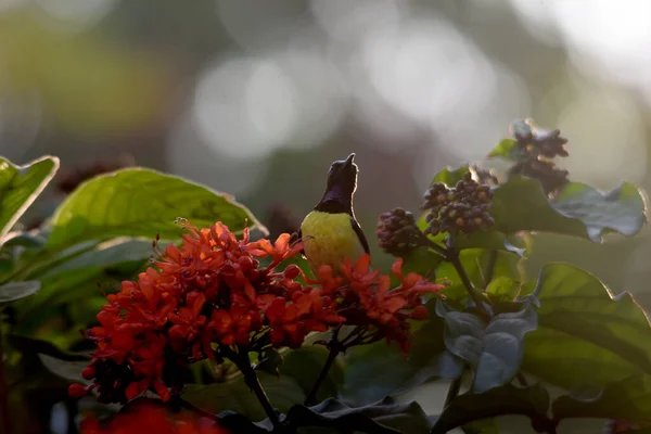 完美的光和美丽的小朋友太阳鸟 — 图库照片