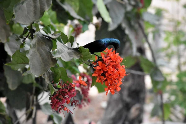 Piękny Przyjaciel Ładny Sunbird Czerwone Kwiaty Natura Indyjska — Zdjęcie stockowe