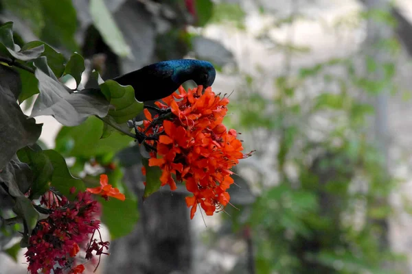 Schöner Freund Hübscher Sonnenvogel Und Rote Blumen Indische Natur — Stockfoto