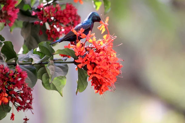 Süßer Morgen Und Süßer Kleiner Sonnenvogel Indische Natur — Stockfoto