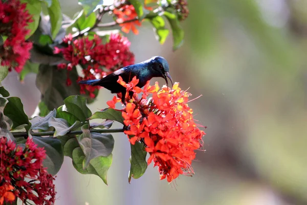 Sweet Morning Sweet Small Sunbird Индийская Природа — стоковое фото