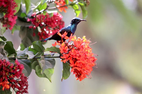 Sweet Morning Sweet Small Sunbird Nature Indienne — Photo