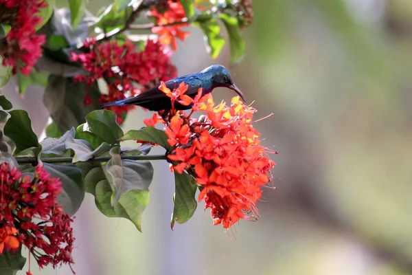Vacker Vän Söt Solfågel Och Röda Blommor Indisk Natur — Stockfoto