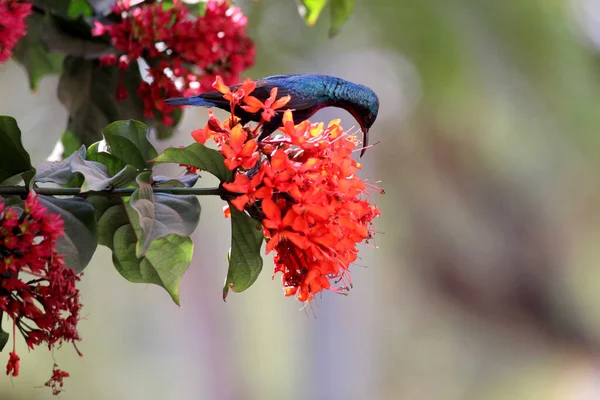 Güzel Arkadaş Güzel Güneş Kuşu Kırmızı Çiçekler Hint Doğası — Stok fotoğraf