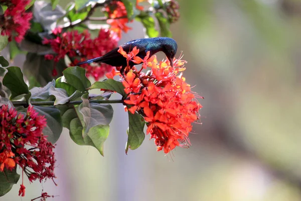Красивая Подруга Симпатичная Солнечная Птица Красные Цветы Индийская Природа — стоковое фото