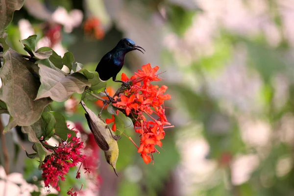 Pequena Pássaro Bonito Sunbird Masculino Amarelo Feminino Vermelho Flores Fotografia — Fotografia de Stock