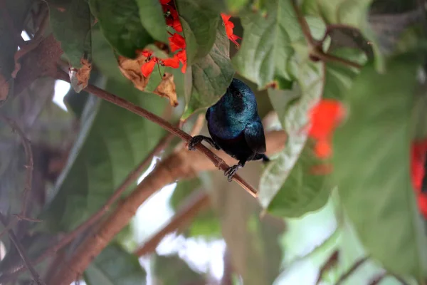 Small Pretty Friend Sunbird Índia — Fotografia de Stock