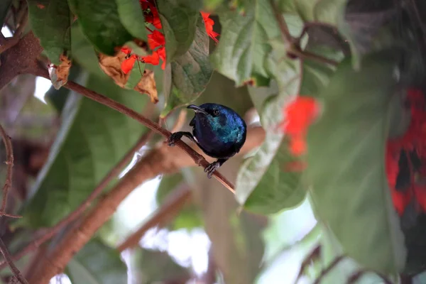 Small Pretty Friend Sunbird Índia — Fotografia de Stock