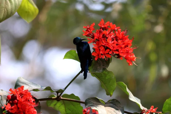 Mały Ładny Ptaszek Sunbird Mężczyzna Czerwone Kwiaty Fotografia Przyrodnicza — Zdjęcie stockowe