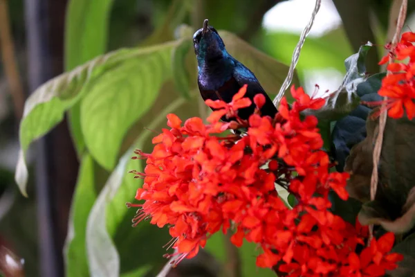 Pretty Purple Indian Sunbird Дикая Природа — стоковое фото