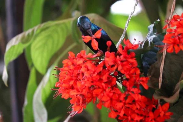 太阳鸟喝花蜜 自然摄影 — 图库照片
