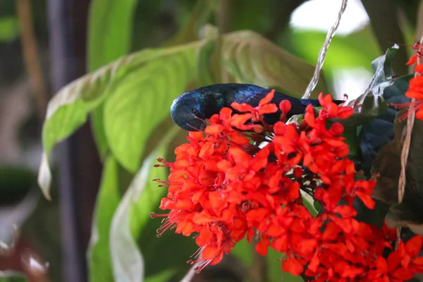 Karmienie Sunbird Nectar Fotografia Przyrodnicza — Zdjęcie stockowe