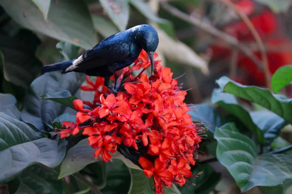 Bonito Sunbird Indio Morado Naturaleza Vida Silvestre — Foto de Stock