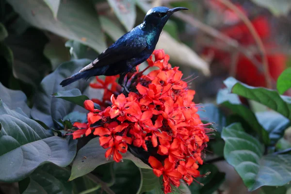Bonito Sunbird Indio Morado Naturaleza Vida Silvestre —  Fotos de Stock