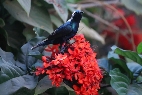 美丽的紫色印度太阳鸟 自然野生生物 — 图库照片