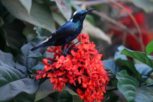 Pretty Purple Indian Sunbird Nature Wildlife — Stock Photo, Image