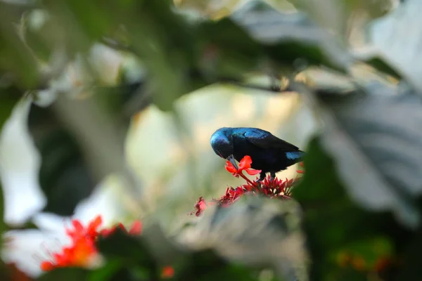紫色太阳鸟和小红花 自然摄影 — 图库照片