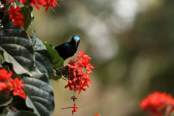 漂亮的太阳鸟自然野生动物摄影 印第安人的天性 — 图库照片