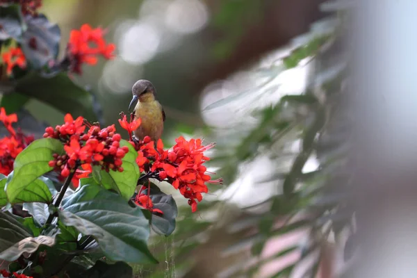 Pássaro Bonito Flores Vermelhas Natureza Fotos Vida Selvagem — Fotografia de Stock