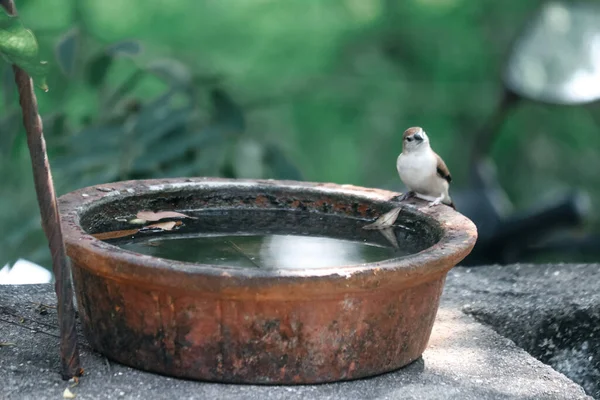 Sperling Und Wasser Vogelfotografie — Stockfoto