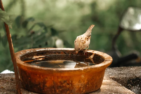 Sparrow Su İçiyor. Yaz sıcak mevsimi. Kuş Fotoğrafçılığı