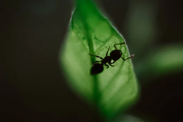 Besondere Lebenswelt Von Ant Makrofotografie Wildtiere Die Welt Der Insekten — Stockfoto