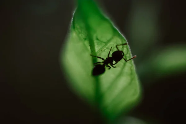 Monde Spécial Vie Ant Macro Photographie Faune Monde Des Insectes — Photo