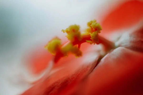 Dentro Flores Flor Hibisco Fotografía Macro — Foto de Stock