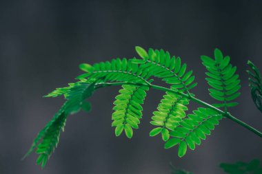 Yaprakları Taze Yeşil Şube. Doğa Fotoğrafçılığı