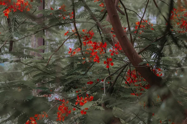 Kırmızı Çiçekli Ağaç. Şehir. Maharashtra Eyaleti. Hindistan