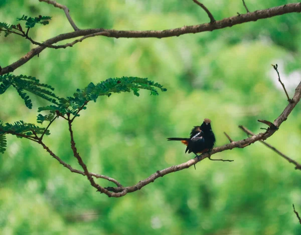 Oriental Magpie Robin. Funny Moment. Indian Bird. Bird Photography