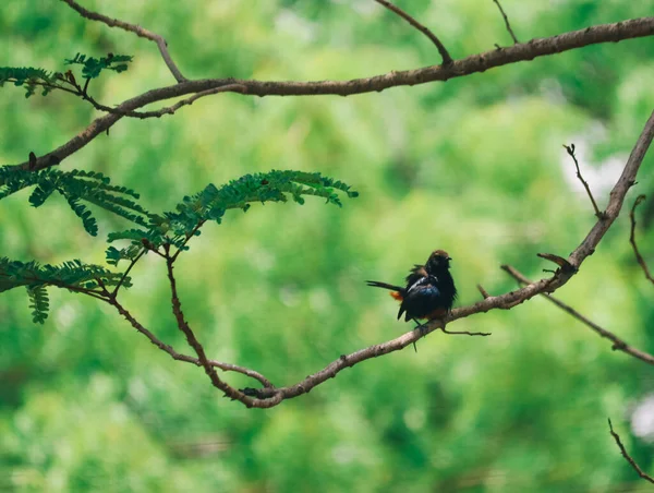 Rotkehlchen Indian Bird Vogelfotografie — Stockfoto