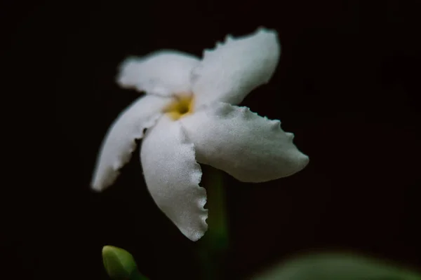  Karanlıktaki Hintli Yasemin Çiçeği. Makro fotoğrafçılık.