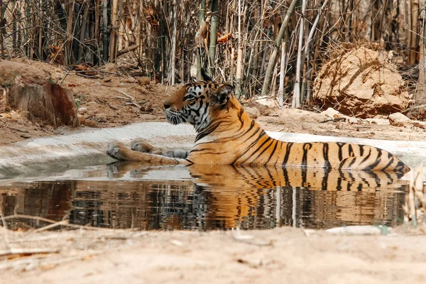 Tiger Avslappnande Vatten Tigern Djurliv Indien — Stockfoto