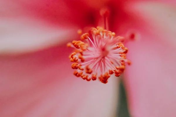 Pink Hibiscus Flower Macro Wildflowers Macro Photography — Zdjęcie stockowe