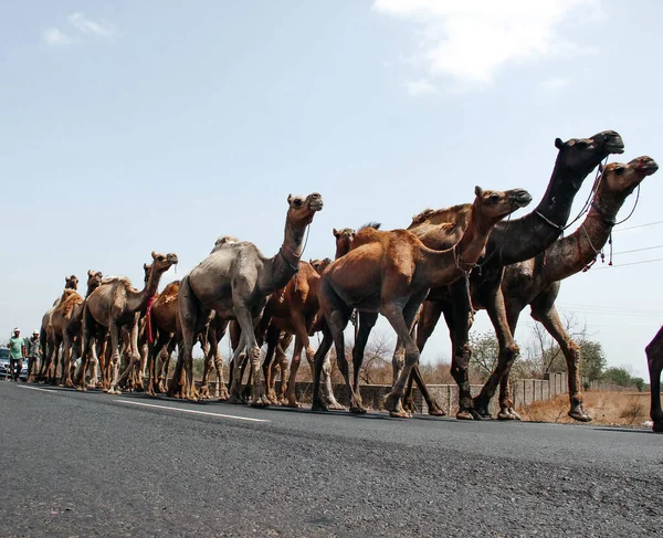 Camel 'larla seyahat et. Deve. Hindistan