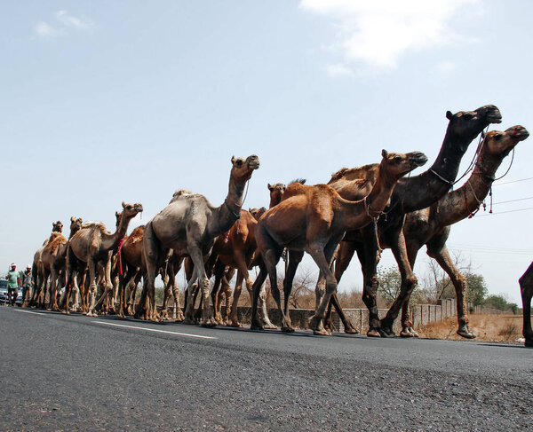 Путешествуйте с верблюдами. Верблюд. Индия