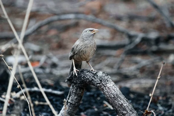 Gemeiner Schwätzer Maharashtra Urban Birds Indische Tierwelt — Stockfoto