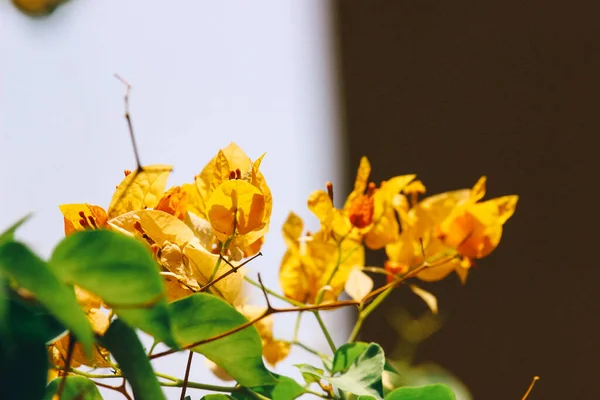 Бугенвиллия Цветы Желтых Цветах Wildflowers — стоковое фото