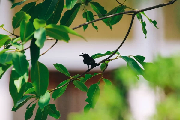 Nesli tükenmekte olan Kızıl Güneş Kuşu (Leptocoma minima). Maharashtra Kuşları. Vahşi yaşam. Hindistan