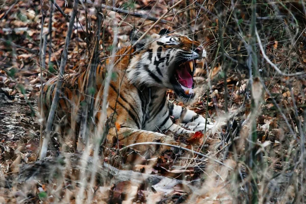 Indian Tiger Grass Tiger Wildlife India — Stock Photo, Image