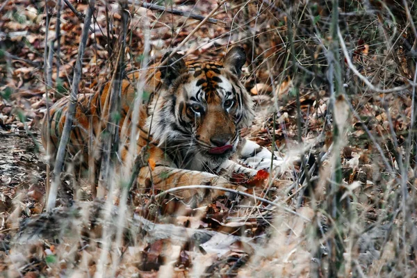Belo Tigre Indiano Tigre Vida Selvagem Índia — Fotografia de Stock