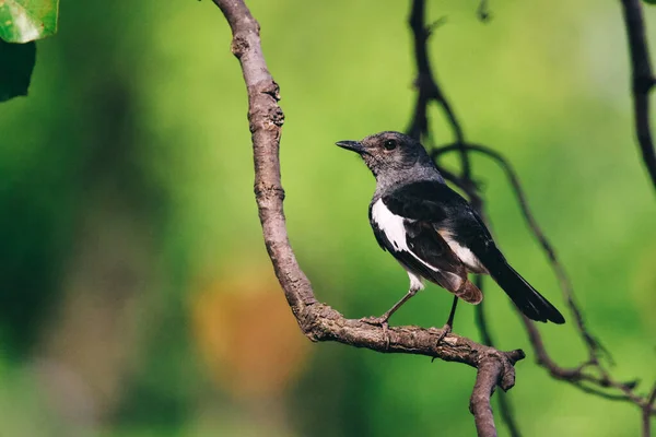 Orientalische Elster Rotkehlchen Auf Zweig Vögel Indische Tierwelt — Stockfoto