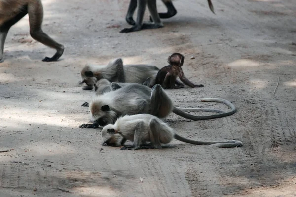 Komik bir anda maymun. Hint maymunu