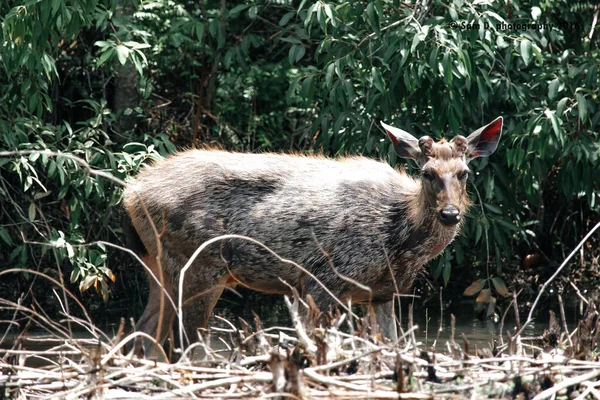 Deer Gray Wildlife Maharashtra India — Stock Photo, Image