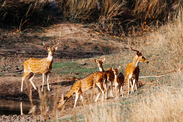 Deer Lake Famille Cerf Faune Maharashtra Inde — Photo