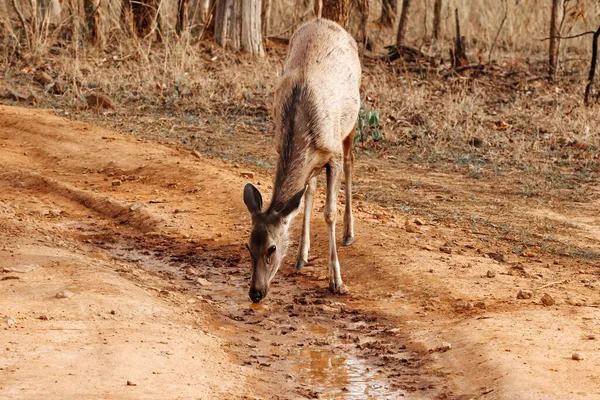 Cerf Boit Eau Faune Cerf Maharashtra Inde — Photo